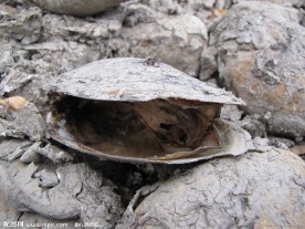 干涸中死去的河蚌