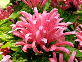 珊瑚花