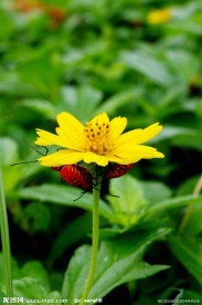 野菊