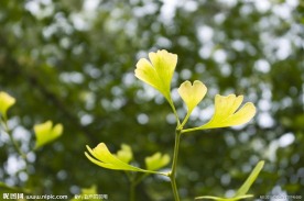 夏日逆光绿色银杏叶嫩叶