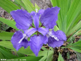 鸢尾花