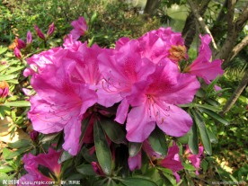 杜鹃花