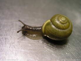 蜗牛
