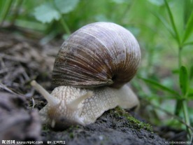 蜗牛