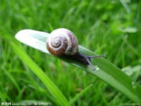 蜗牛