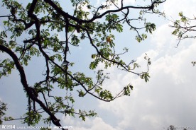 仰望天空
