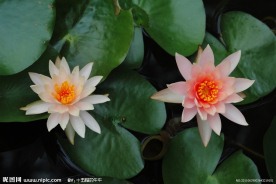 高清莲花