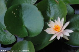 高清莲花
