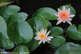 高清莲花