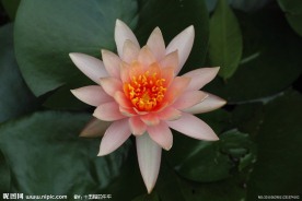 高清莲花