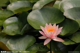 高清莲花