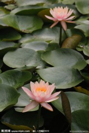 高清莲花