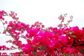 三角梅(非高清）