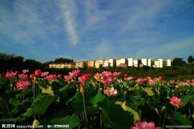 莲乡新村