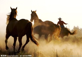 奔腾的马匹