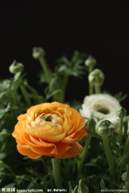 花毛茛