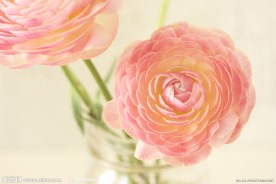 花毛茛