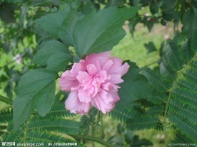 百花之一