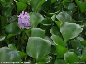 水葫芦
