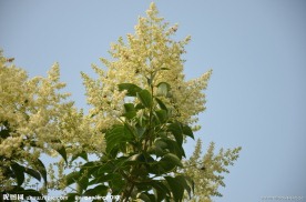 大叶女贞树花