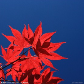 红枫叶