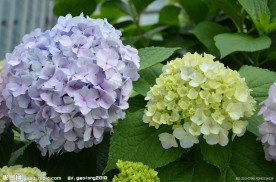 八仙花