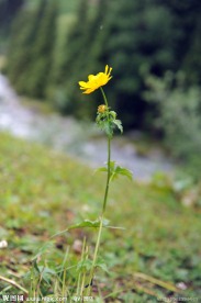 野花