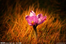 藏红花