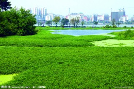 城市绿地