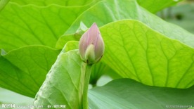 小荷才露尖尖角