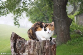 小猫