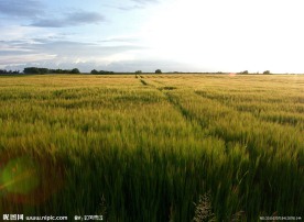麦田风景