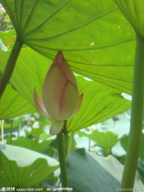 荷花蕾