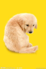 金毛犬