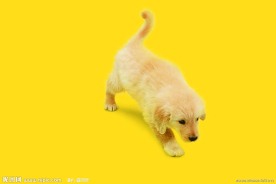 金毛犬