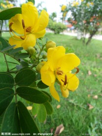 高清花卉