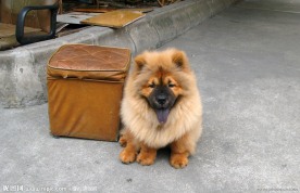 松狮