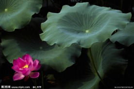 荷花荷叶