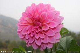 大丽花
