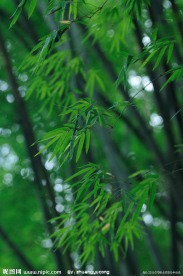 竹叶