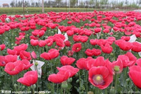 罂粟花