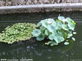 睡莲与荷花