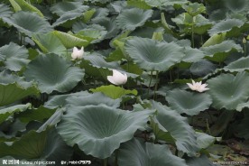 荷花 池塘