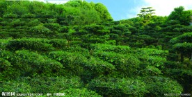 绿色树林