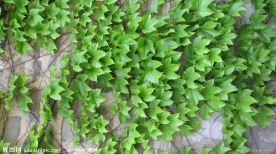 爬山虎
