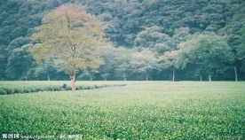杭州美景