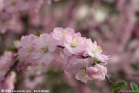 桃花正艳