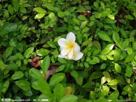 鸡蛋花