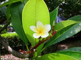 鸡蛋花