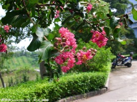 紫薇花